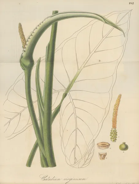 Caladium virginicum av William Jackson Hooker