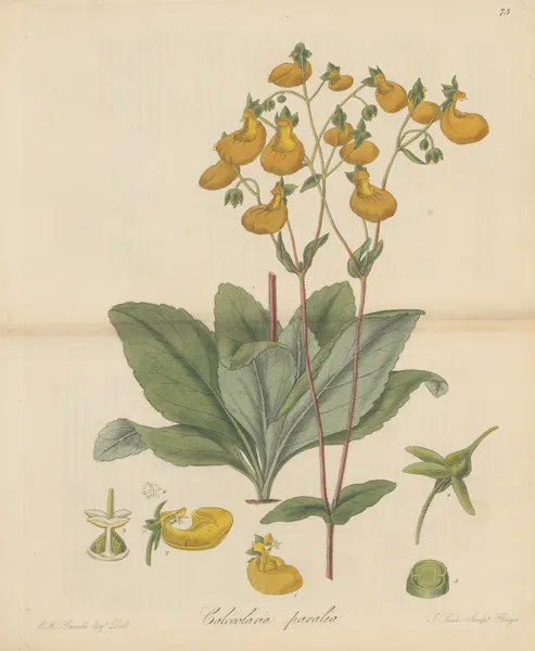 Calceolaria paralia av William Jackson Hooker