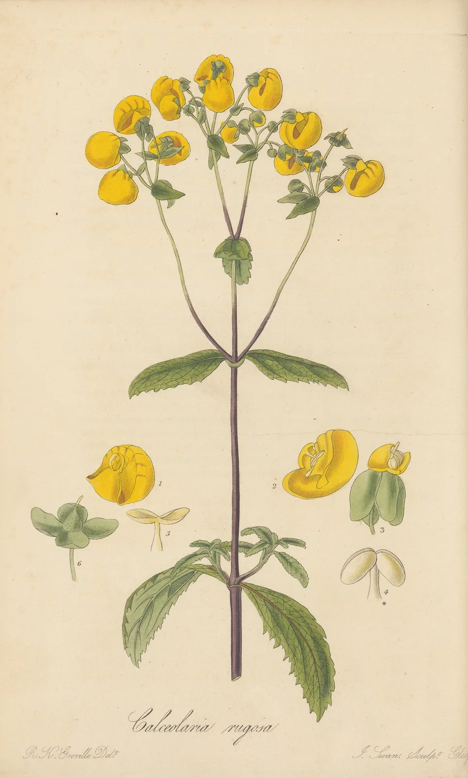Calceolaria rugosa av William Jackson Hooker