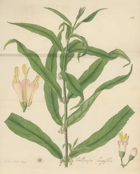 Callicarpa longifolia av William Jackson Hooker