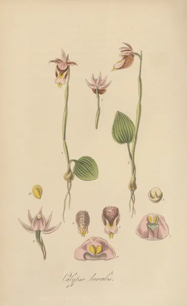 Calypso borealis av William Jackson Hooker