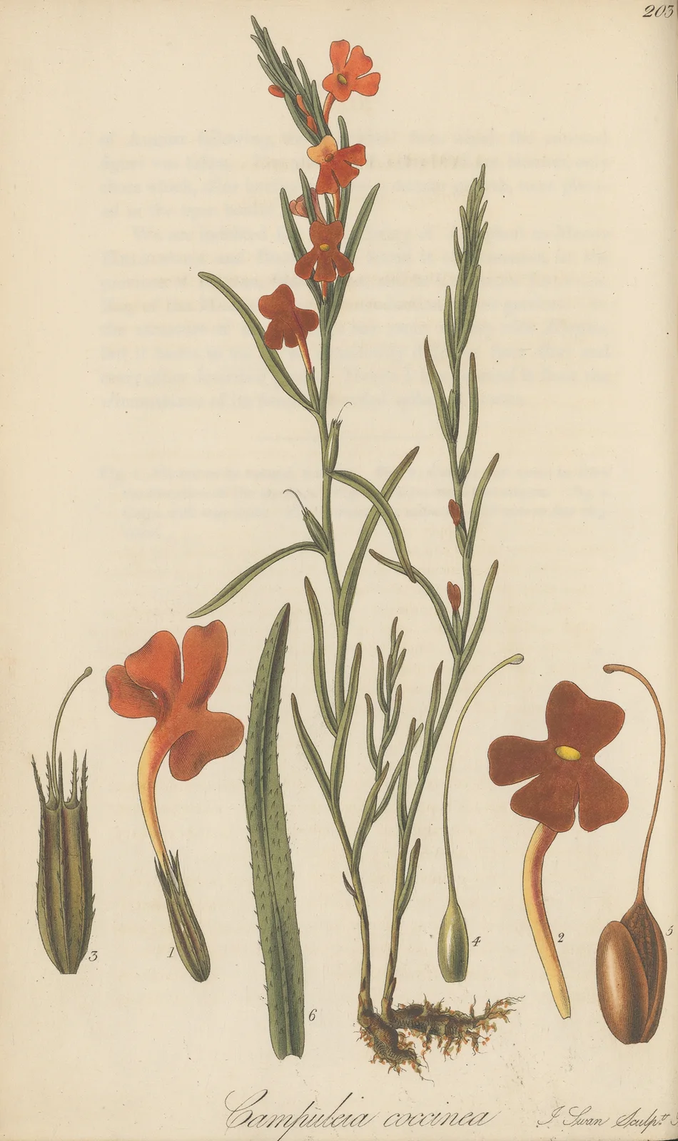 Campuleia coccinea av William Jackson Hooker