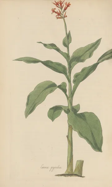 Canna gigantea av William Jackson Hooker