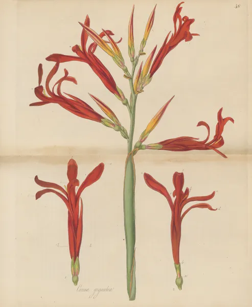 Canna gigantea. av William Jackson Hooker