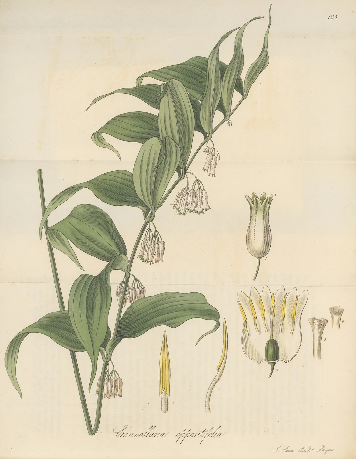 Canvallaria oppositifolia av William Jackson Hooker