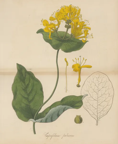 Caprifolium pubescens av William Jackson Hooker