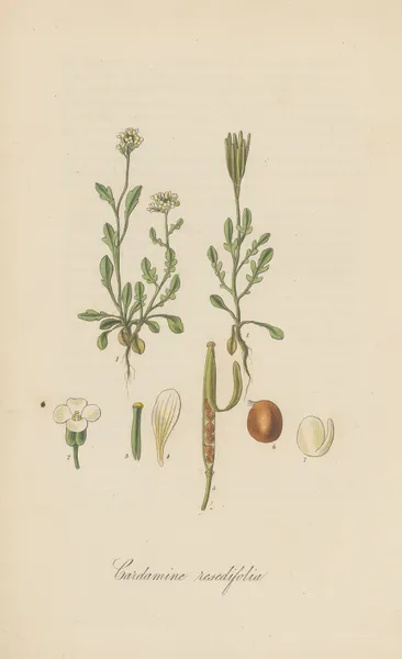 Cardamine resedifolia av William Jackson Hooker