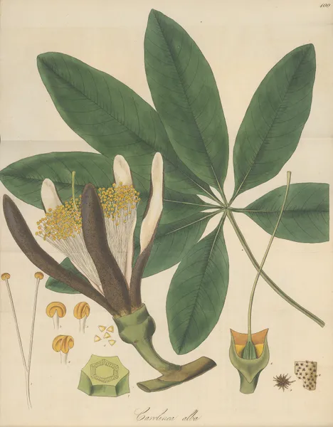 Carolinea alba av William Jackson Hooker