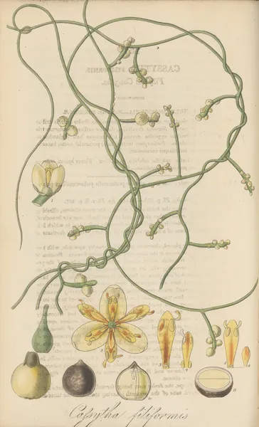 Cassytha filiformis av William Jackson Hooker