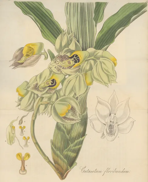 Catasetum Floribundum av William Jackson Hooker