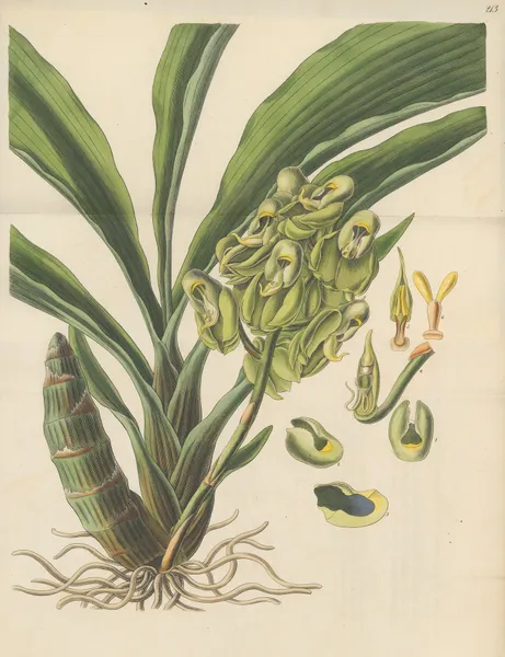 Catasetum semiapertum av William Jackson Hooker