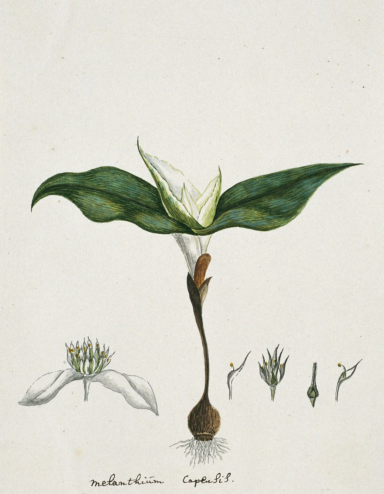 Androcymbium capense (L.) Krause. av Robert Jacob Gordon