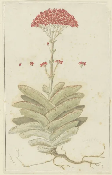 Crassula perfoliata L. (Sekelblaarplakkie) av Robert Jacob Gordon