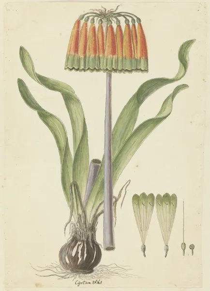 Cyranthus obliquus (L.f.) Aiton (Knysna lily) av Robert Jacob Gordon