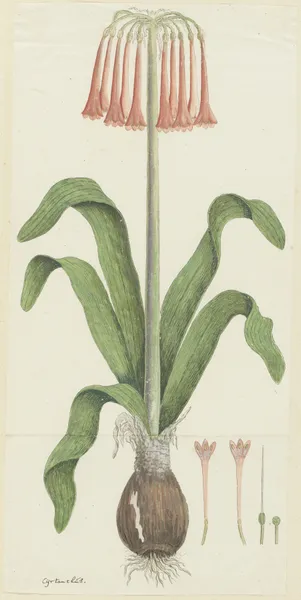 Cyrtanthus carneus Lindl. (Sand-lily) av Robert Jacob Gordon