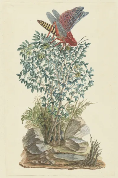 Dictyophorus spumans (Koppie foam grasshopper) perhched on a Zygophyllum sp. (Caper bean) av Robert Jacob Gordon
