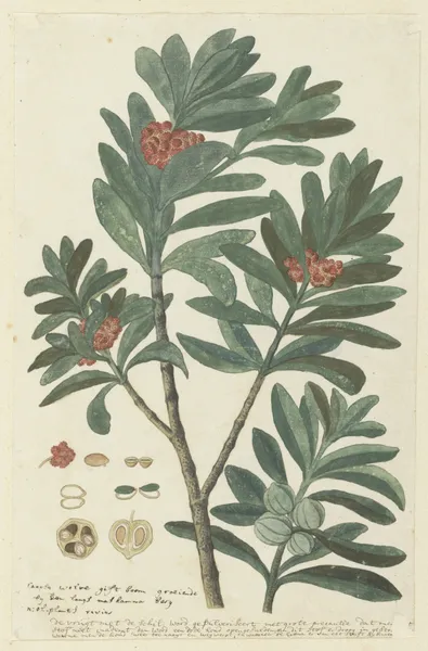 Hyenanche globosa Lam. or Toxicodendrum capense of globosum (Cape wolvegift) (in or after c. 1780) av Robert Jacob Gordon