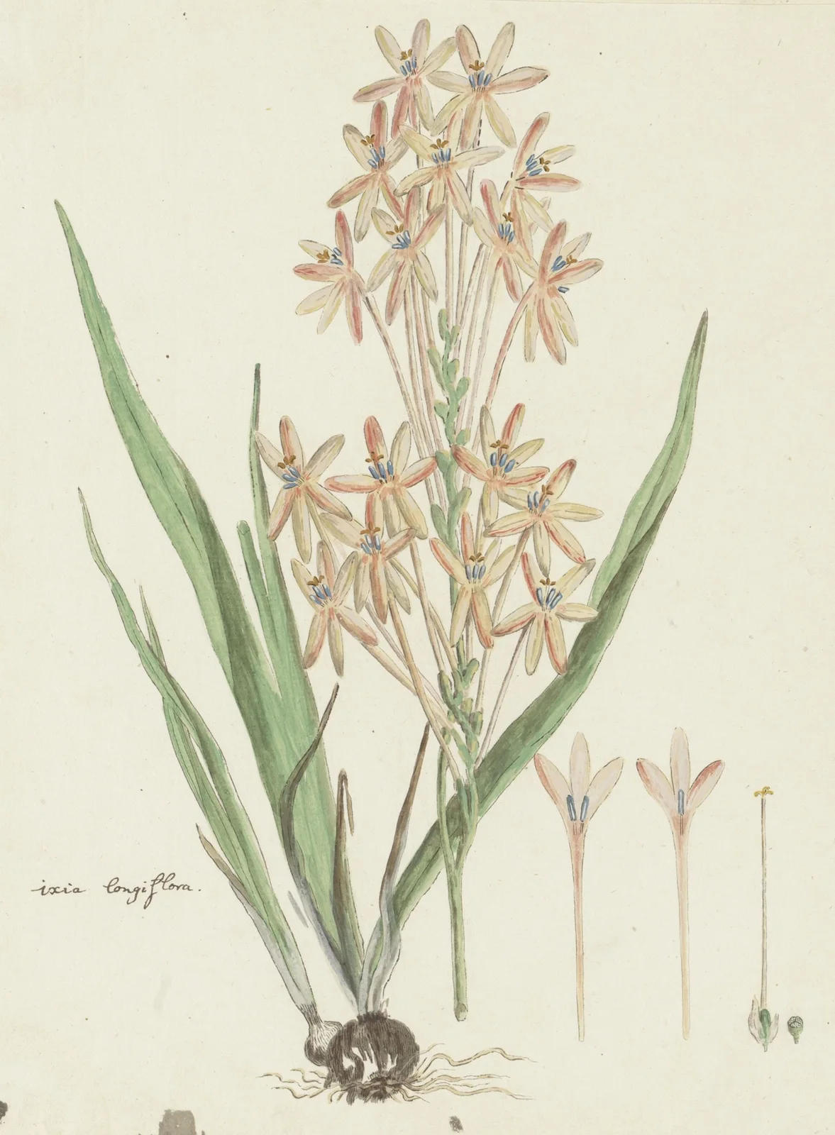 Ixia paniculata D. Delaroche av Robert Jacob Gordon
