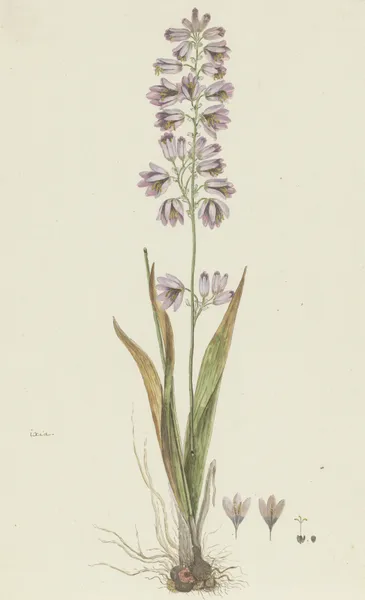 Ixia polystachya L. (Cornlily) av Robert Jacob Gordon