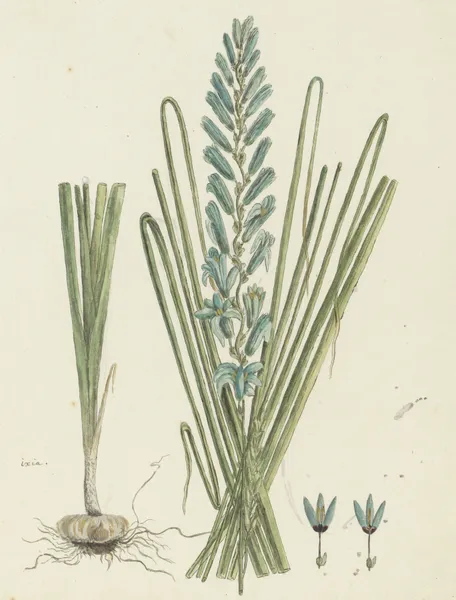 Ixia viridiflora Larn. (Turqoise ixia) av Robert Jacob Gordon