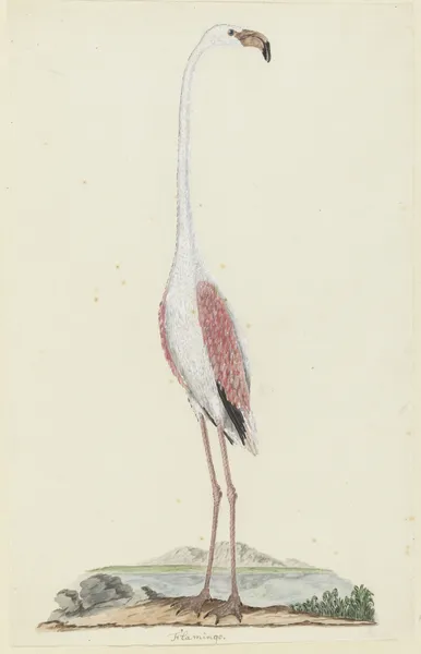 Phoenicopterus ruber roseus (Greater flamingo) av Robert Jacob Gordon