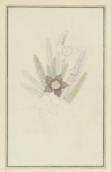 Stapelia hirsute L. (Starfish flower) av Robert Jacob Gordon