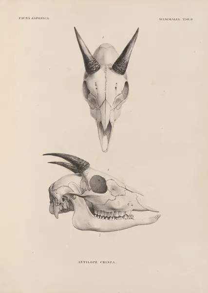 Antilope Crispa av Coenraad Jacob Temminck