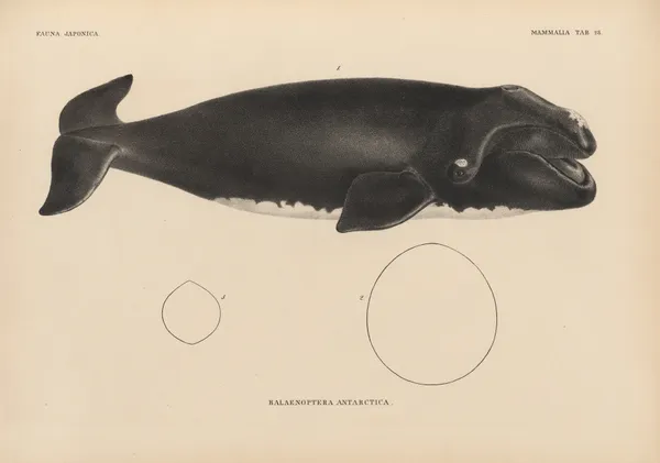 Balaenoptera Antarctica av Coenraad Jacob Temminck