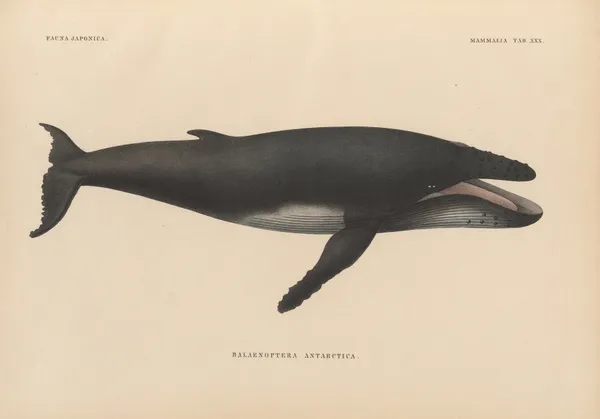 Balaenoptera Antarctica av Coenraad Jacob Temminck