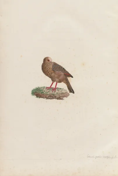 Colombi-Galline Cocotzin, Femelle av Coenraad Jacob Temminck