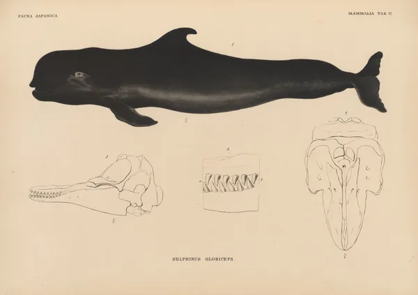Delphinus Globiceps av Coenraad Jacob Temminck