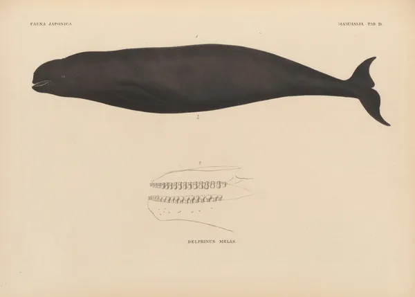 Delphinus Melas av Coenraad Jacob Temminck