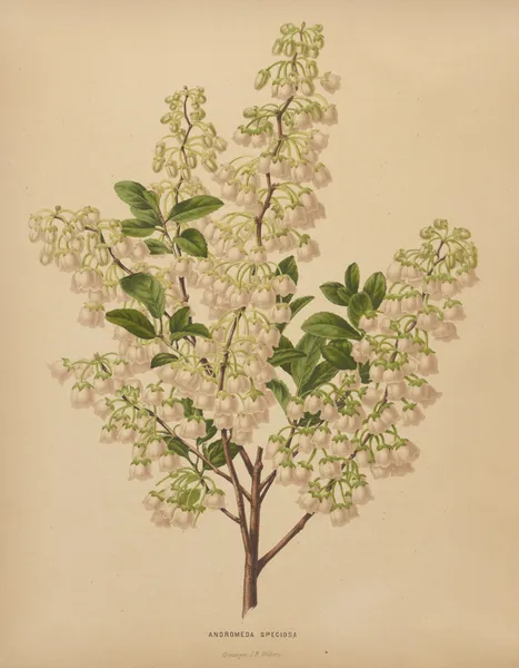 Andromeda Speciosa av Abraham Jacobus Wendel
