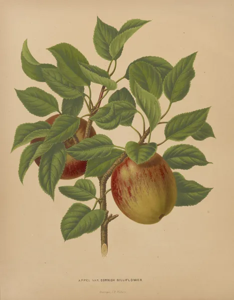 Appel Var Cornish Gilliflower av Abraham Jacobus Wendel