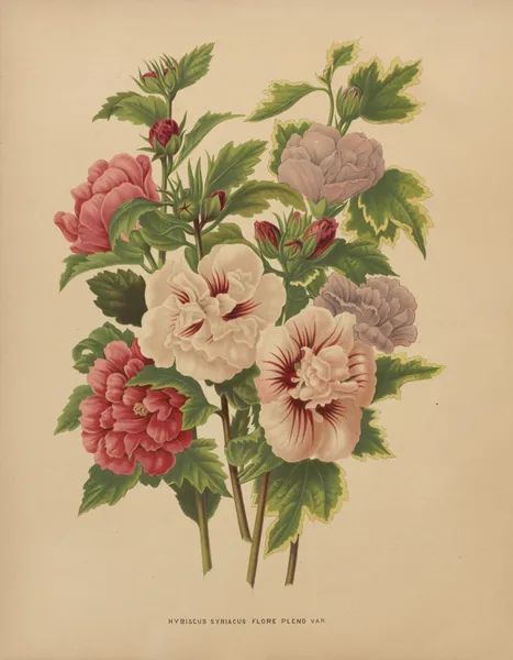 Hybiscus Syriacus Flore Pleno Var. av Abraham Jacobus Wendel