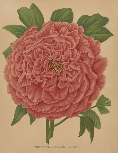 Paeonia Arborea Var. Elisabeth av Abraham Jacobus Wendel