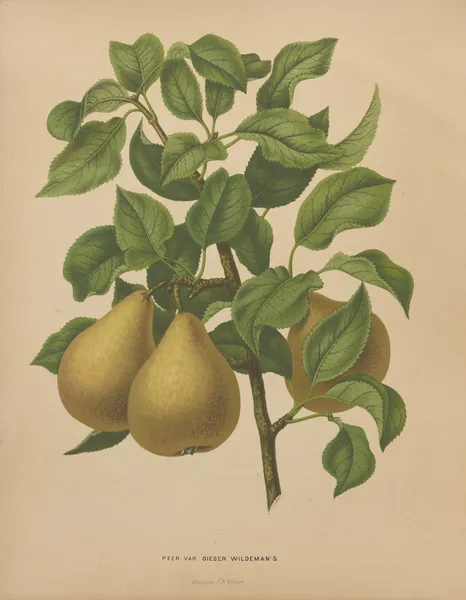 Peer Var Gieser Wildeman’s av Abraham Jacobus Wendel