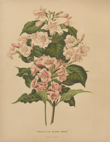 Weigelia Hyb. Madame Lemoine av Abraham Jacobus Wendel