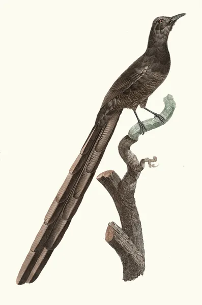 Femelle de la Pie de paradis. av Jacques Barraband