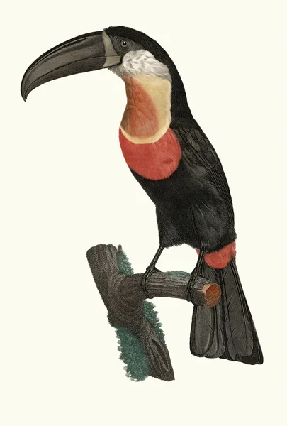 Le Pignancoin. av Jacques Barraband