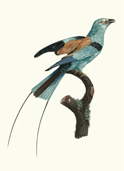 Le Rollier à long brins d’Afrique, mâle. av Jacques Barraband