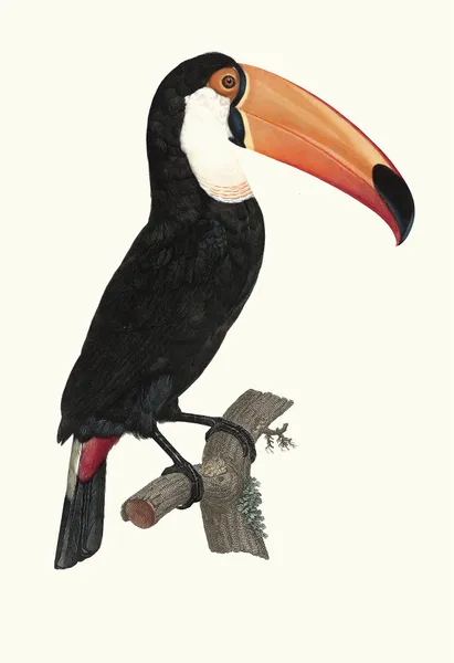 Le Toco. av Jacques Barraband
