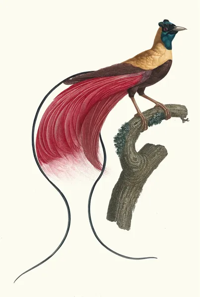 L’Oiseau de Paradis rouge. av Jacques Barraband