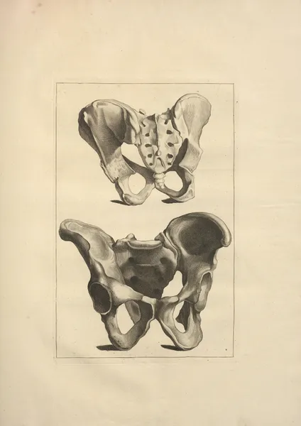 Nouveau recueil d’ostéologie et de myologie; dessiné d’après nature Pl.20 av Jacques Gamelin