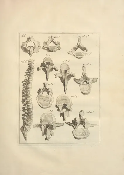 Nouveau recueil d’ostéologie et de myologie; dessiné d’après nature Pl.19 av Jacques Gamelin