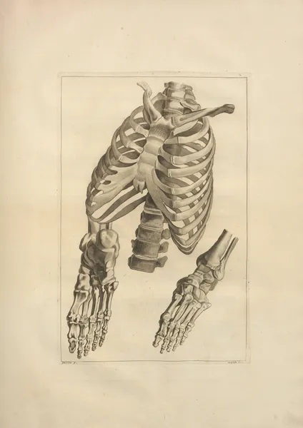Nouveau recueil d’ostéologie et de myologie; dessiné d’après nature Pl.18 av Jacques Gamelin