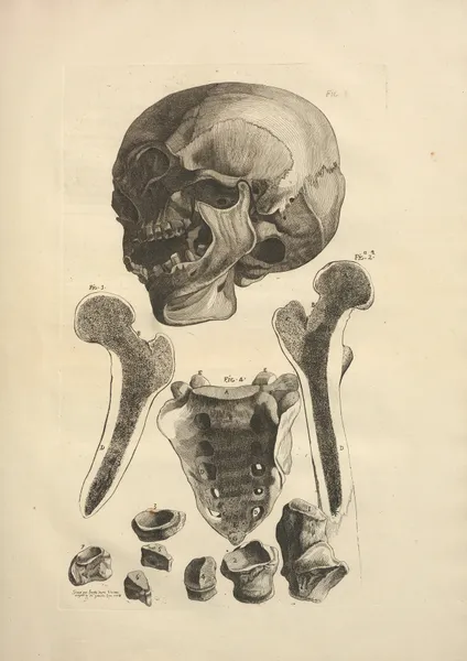 Nouveau recueil d’ostéologie et de myologie; dessiné d’après nature Pl.17 av Jacques Gamelin