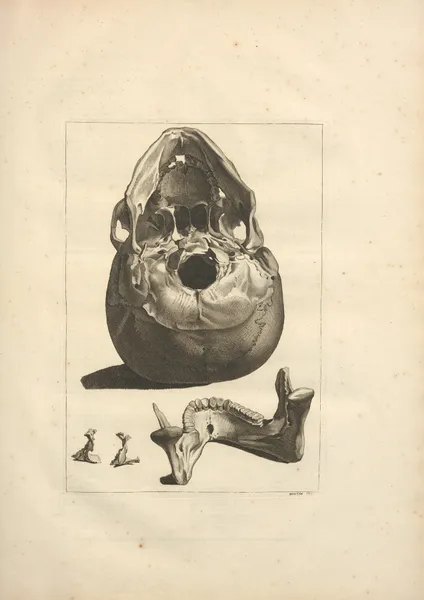 Nouveau recueil d’ostéologie et de myologie; dessiné d’après nature Pl.15 av Jacques Gamelin