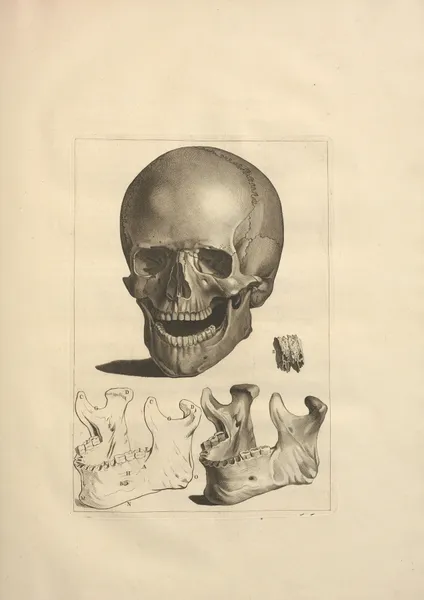 Nouveau recueil d’ostéologie et de myologie; dessiné d’après nature Pl.14 av Jacques Gamelin