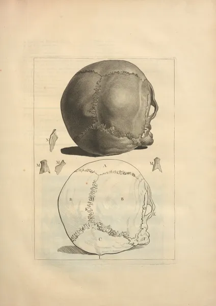 Nouveau recueil d’ostéologie et de myologie; dessiné d’après nature Pl.13 av Jacques Gamelin